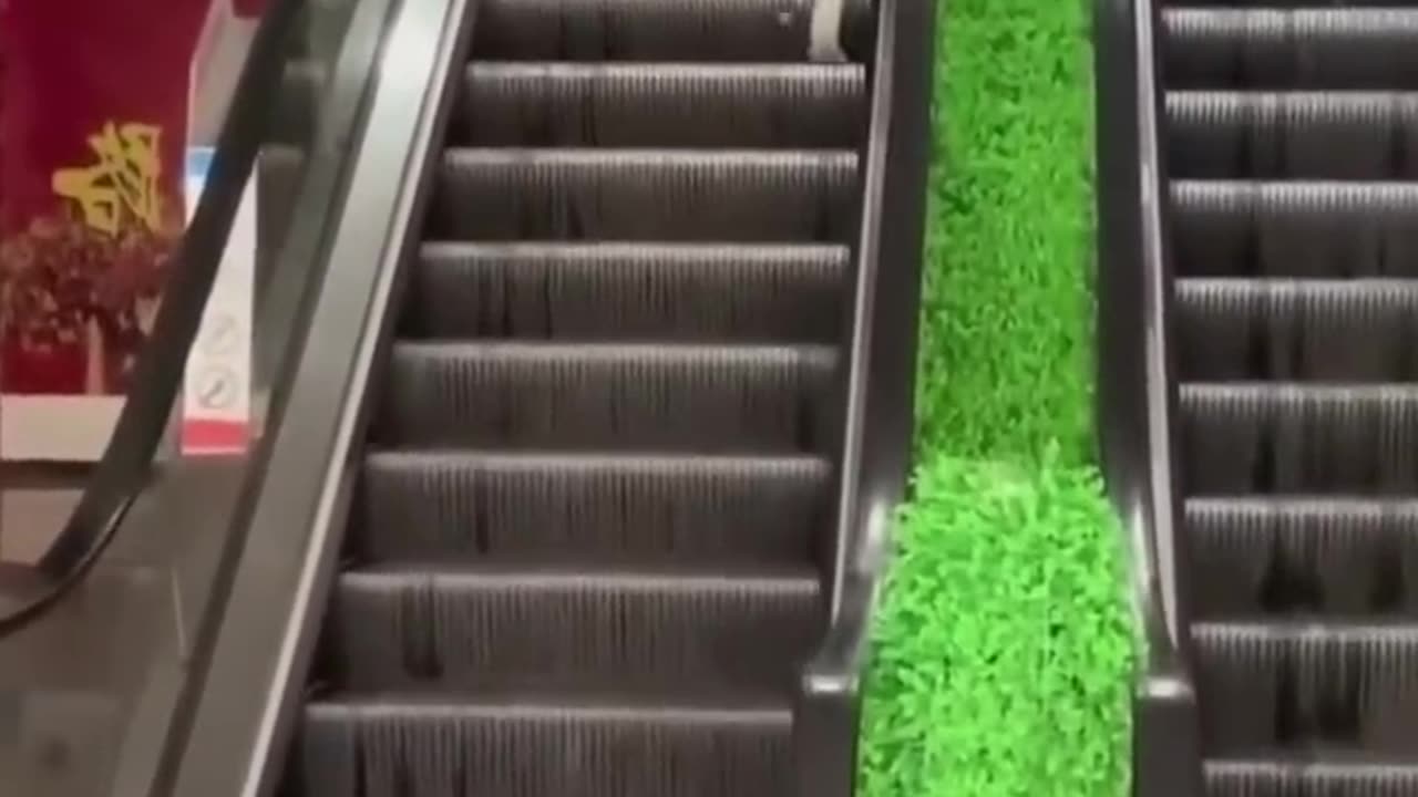 Funny animals