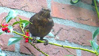 A moment a bird eats from a tree