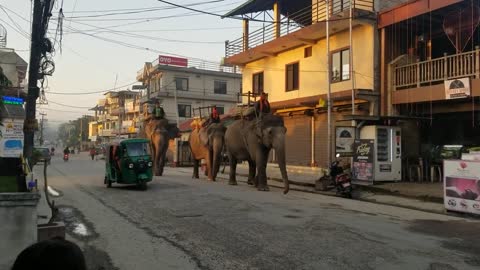 Captive elephants of Sauraha.