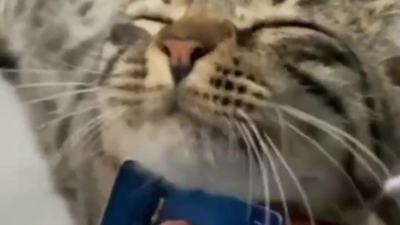 Cats Gone Wild: A Side-Splitting Compilation of Hilarious Cat Videos