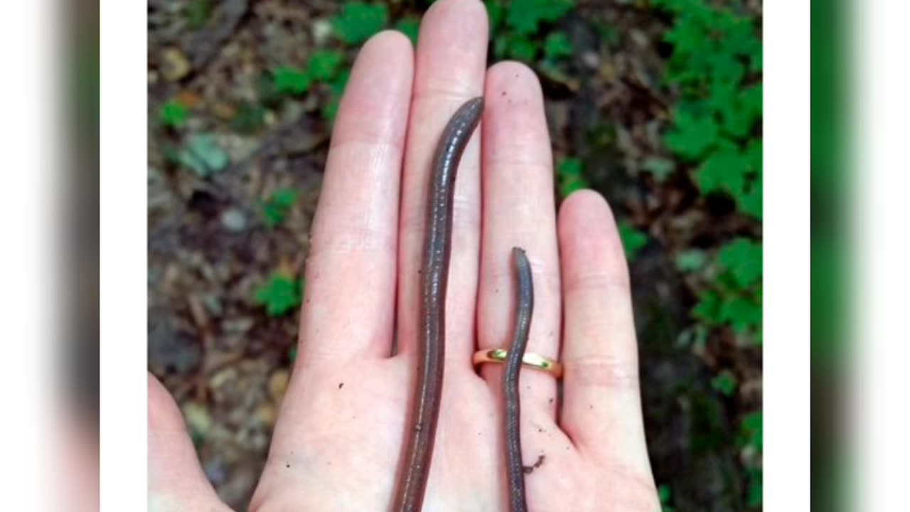 Aggressive Destructive Worms from Asian Coming Soon #allegedly