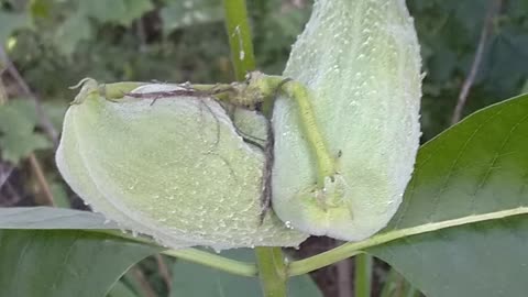 Milkweed