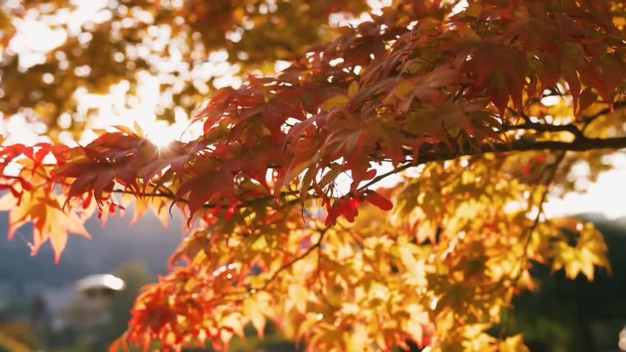 Enchanting Autumn Forests with Beautiful Piano Music