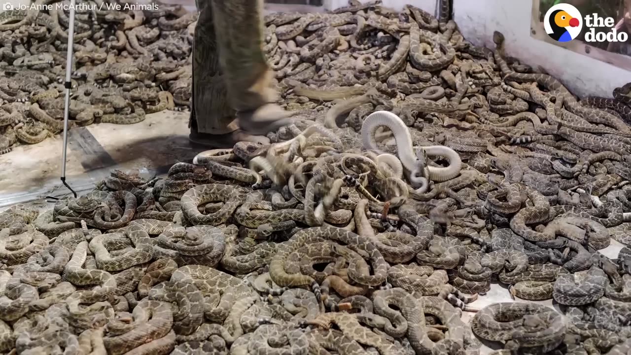 Cruel Rattlesnakes Contests Round Them Up And Kill Them | The Dodo