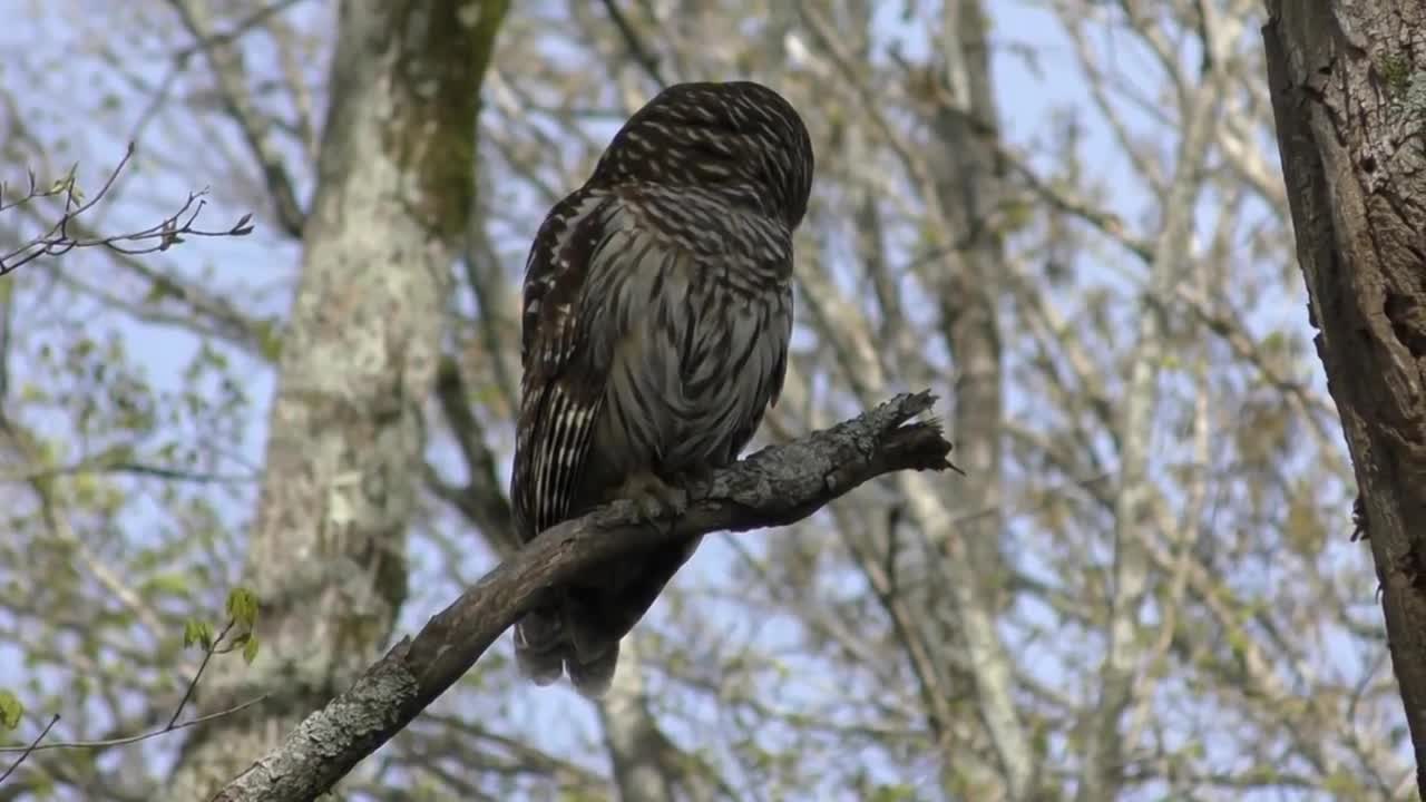 Barred Owl Hooting (H