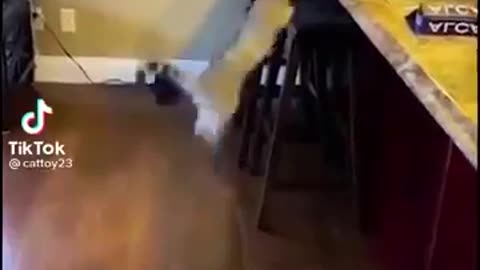 Cat Meme