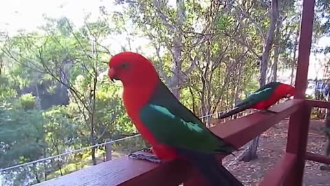 Australian king parrot