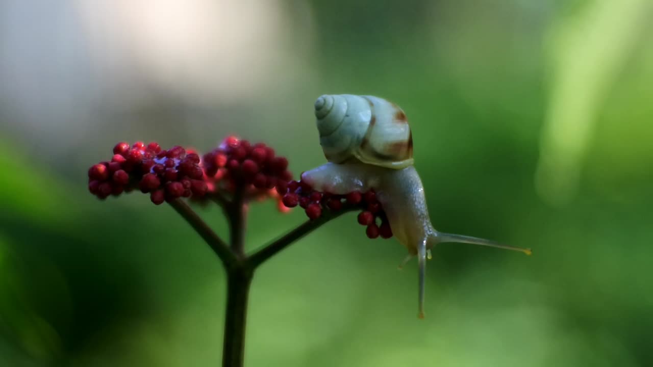 Beauty of Nature | Beautiful Snail video