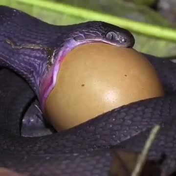 The sight is not for the faint of heart