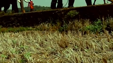 തിരുവമ്പാടിയും പാമ്പാടിയും ... ഒന്നിച്ച അപൂർവ്വ നിമിഷങ്ങൾ