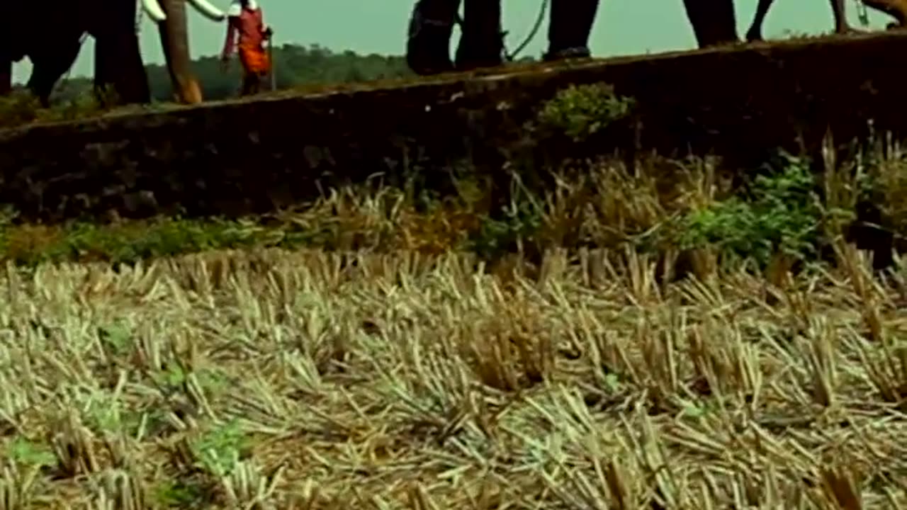 തിരുവമ്പാടിയും പാമ്പാടിയും ... ഒന്നിച്ച അപൂർവ്വ നിമിഷങ്ങൾ