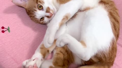 Cute cat