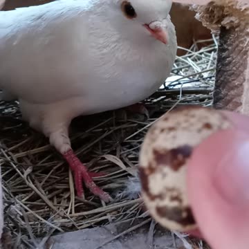 Flock it Farm: Will our pigeons hatch a quail egg?