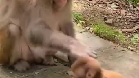 Baby monkey play with her mom every day