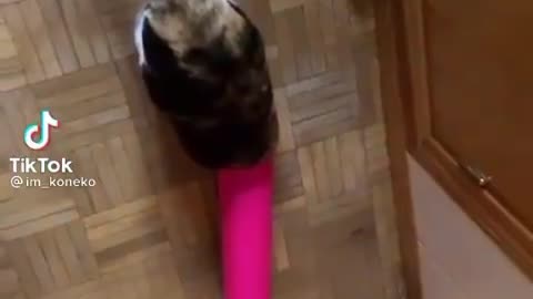 Pipe Dream Purrfection: Cat's Playful Adventure Unfurls!