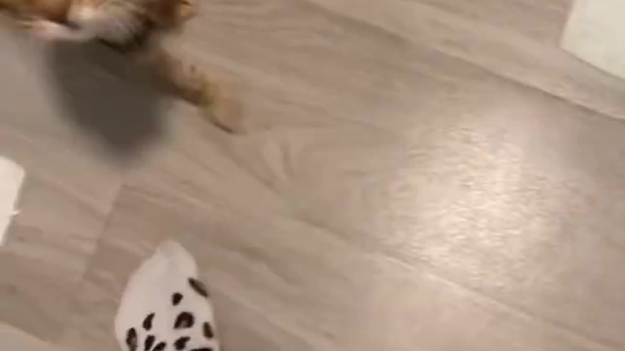 Nosy cat follows owner to the toilet