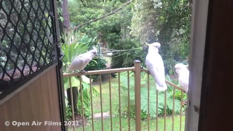 BIRDGLAR!!!
