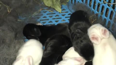 baby rabbits (in Philippines)