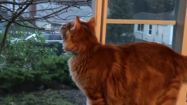 Holy smokes...it’s raining cats and cats!!
