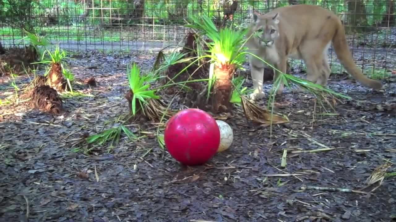 Baby goat making the cutest noise