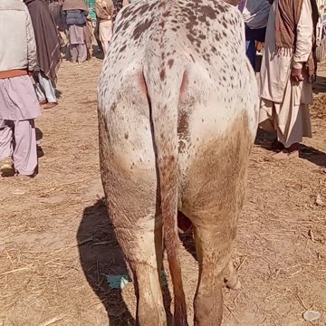 خوبصورت بیل اقبالنگر منڈی میں