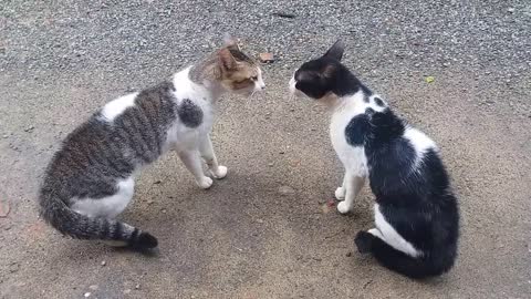 cats-fighting-with-sound-exclusive-video-play-with-full-sound