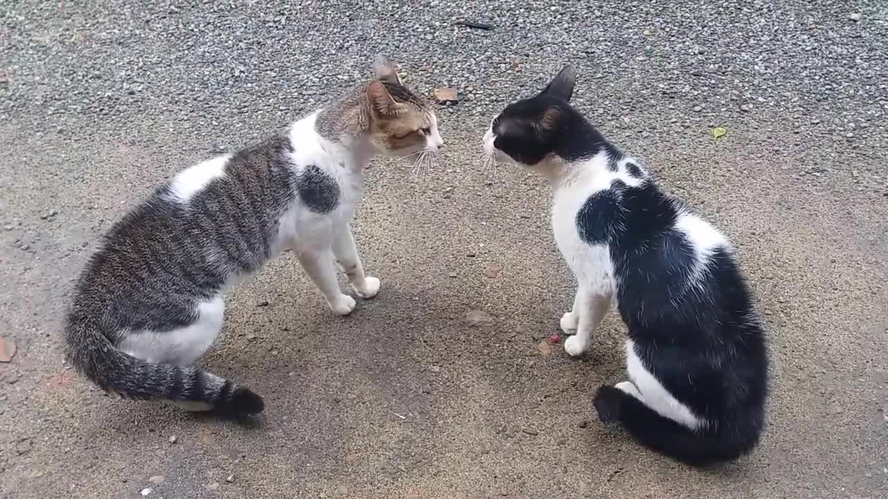 cats-fighting-with-sound-exclusive-video-play-with-full-sound