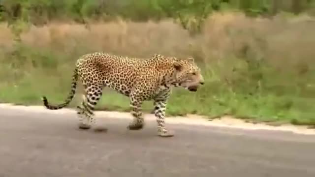 🐆Leopard vs monitor lizard🦎 its crazy