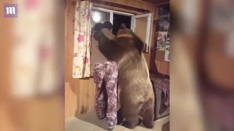 Domesticated bear gives his owner a lovely CUDDLE!