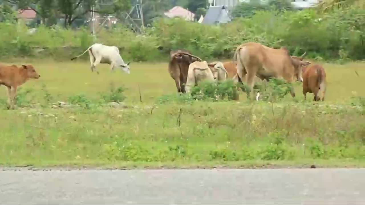 cool cows playing in the city park