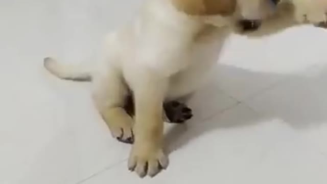 Dog training video my dog is cute and soft