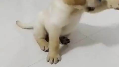 Dog training video my dog is cute and soft