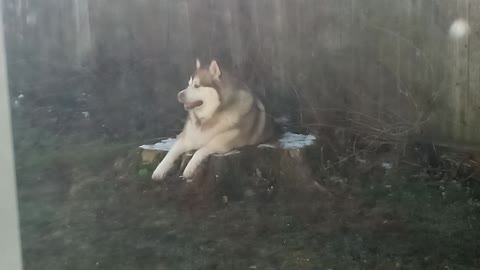 Avalanche the Malamute cools down.