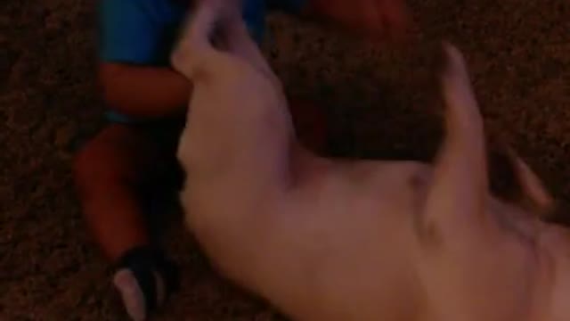 French Bulldog accidentally knocks down baby