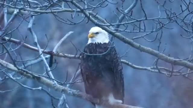 Photographing an eagle