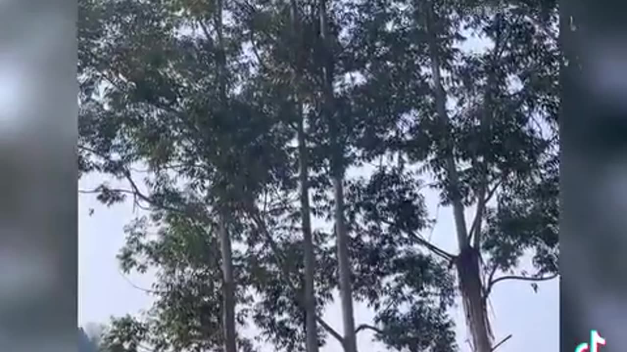 Funny video dog hasi nhi rok paye ga