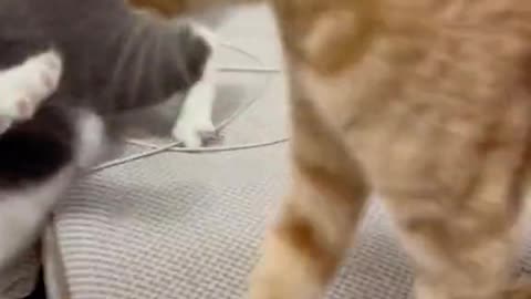 Funny fight of cats