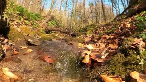 The sound of water in the forest