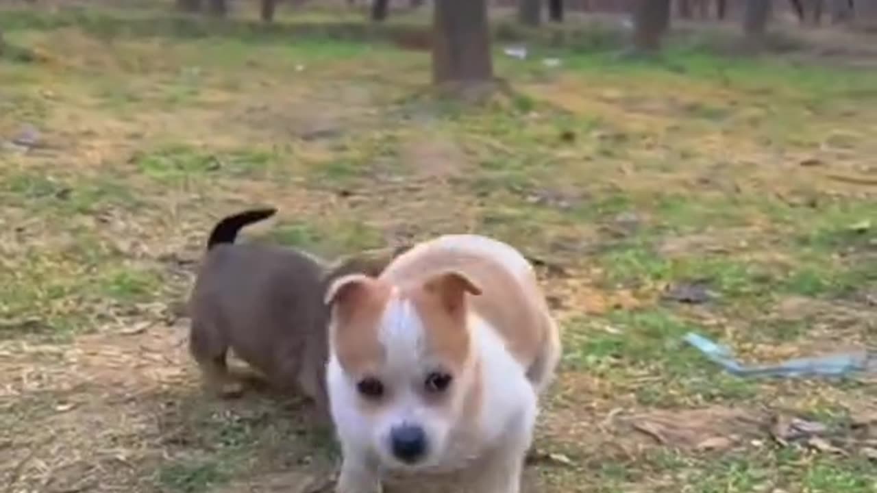 cute dogs and ducks 🥰