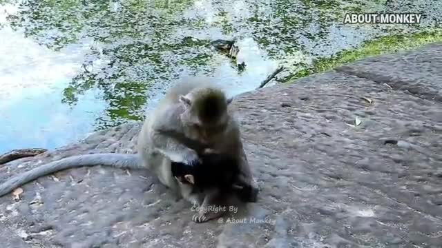 About Monkey