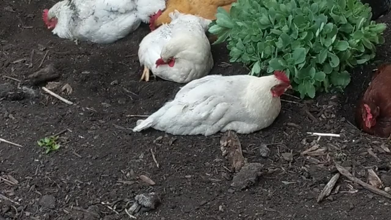 Spa Day for the Ladies