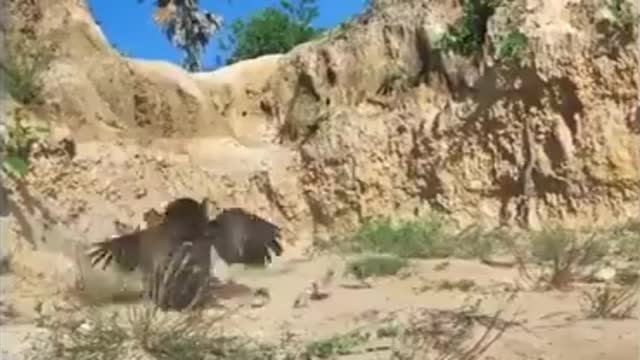 A chicken attacks a vulture in defense of its children
