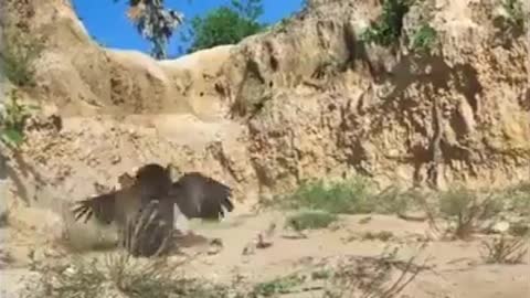 A chicken attacks a vulture in defense of its children