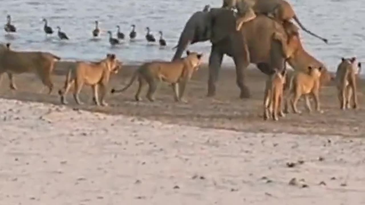 Loins attack on elephant amazing video clip