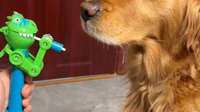Interesting animal world,Make you laugh every day and enjoy a good mood.