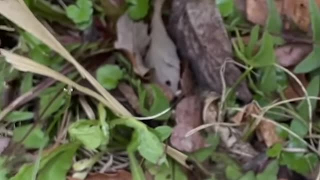 人に育てられると蝶はこうなります【ミヤマカラスアゲハ】 【Butterfly Handler】#shorts