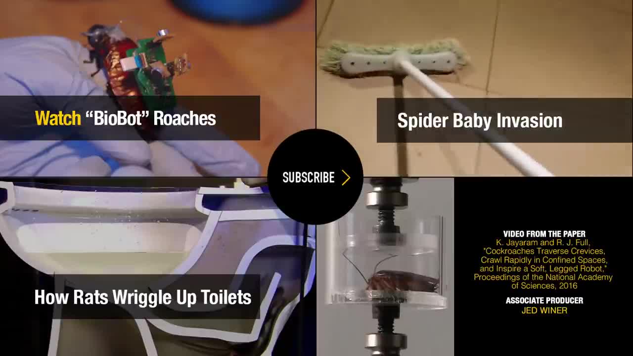 Watch Cockroaches Survive Squeezing, Smashing, and More National Geographic