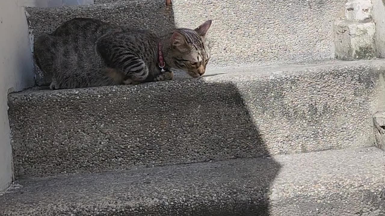 Gato y Perro Jugando