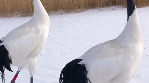 Red-crowned crane. Follow for more