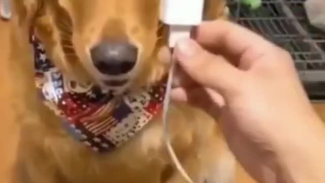 🤣Funny Dogs - Helpful Dogs - 🤣Funny Dog Videos 2022🤣 🐶 It's time to LAUGH with Dog's life -